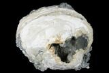 Fossil Clam With Fluorescent Calcite Crystals - Ruck's Pit, FL #175654-1